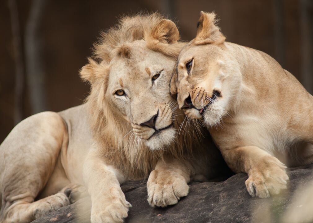 Lion and lioness